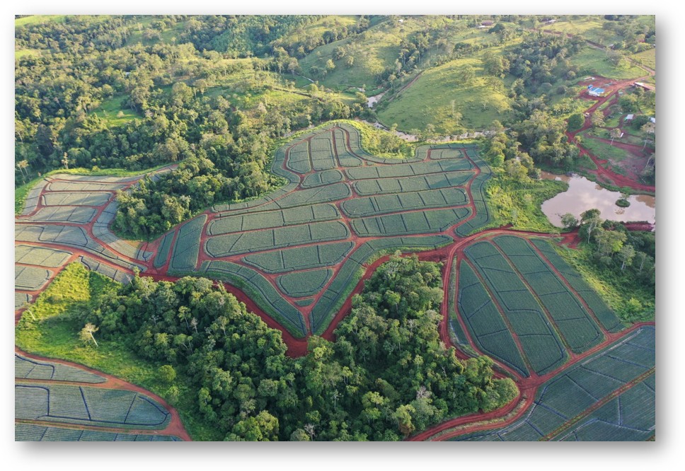 Vista aérea de finca de finca de piña orgánica BioSweet en Costa Rica